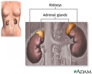 adrenal-gland-location