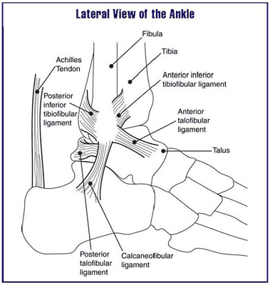 tendons of foot. foot ankle Ligaments+