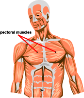 pectoral-muscle